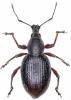 Otiorhynchus sellae